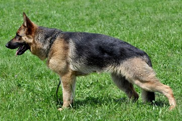 german shepherd