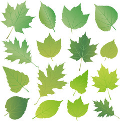 Green leaves collection