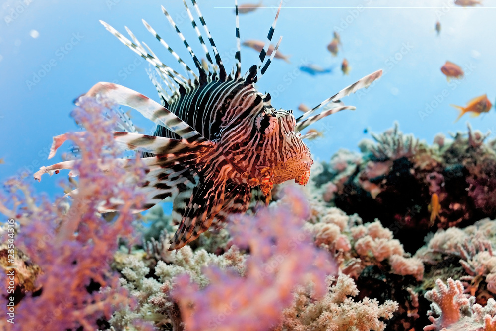 Wall mural Lionfish on the coral reef