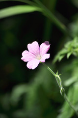 Obraz premium Wilde Blumen