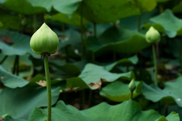 Obraz na płótnie Canvas Bud of Lotus Flower