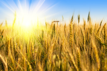 Wheat field with sunlight