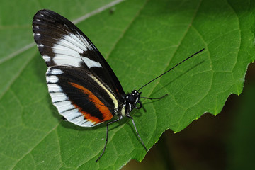 papillon
