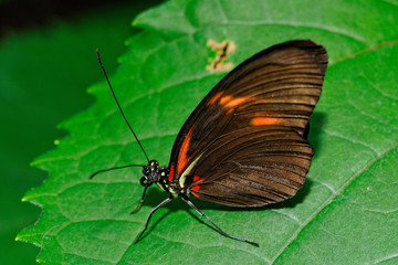 Fototapeta na wymiar papillon