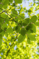 Fototapeta na wymiar Green leaves, shallow focus - Forest Theme