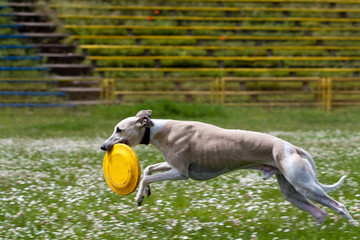 Frisbee catched (by dog) - obrazy, fototapety, plakaty