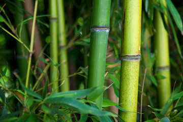 Fototapeta na wymiar Zen bamboo