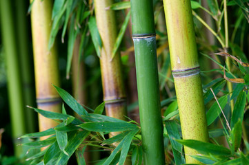 Fototapeta premium Zen bamboo