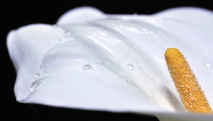 Zantedeschia aethiopia, llorando