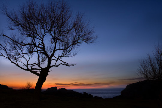 Arbol y oc&eacute;ano