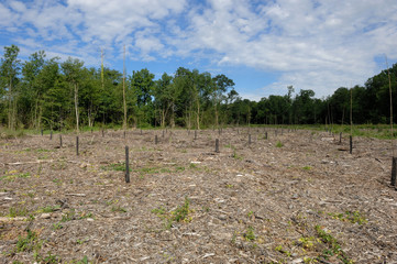 plantation de peupliers