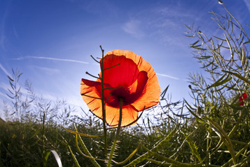 poppy flower in meadow in morning light