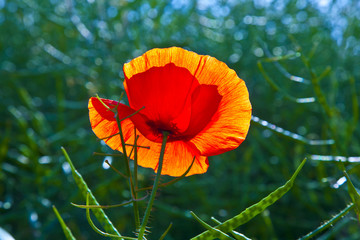 poppy flower in meadow in morning light