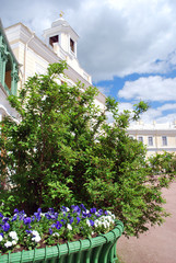 Fleurs au Palais de Pavlovsk