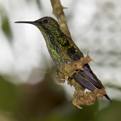 Thalurania glaucopis - Kolibri