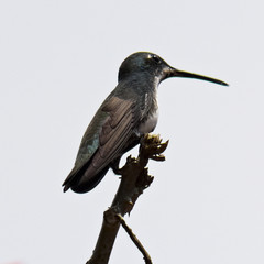 Kolibri
