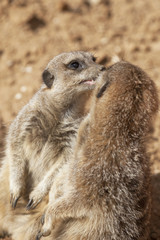 suricates