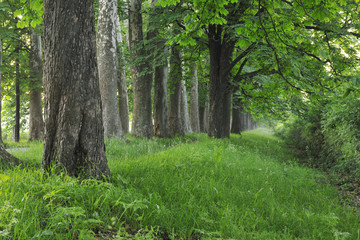 sunrise in beautiful alley