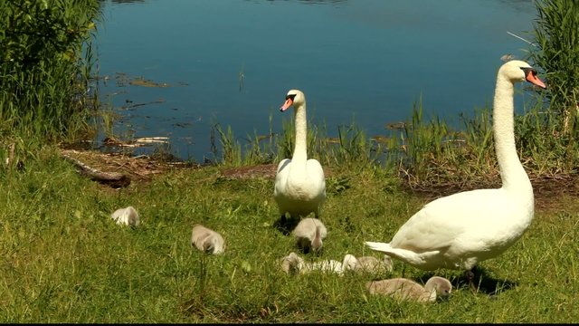 Schw&auml;ne