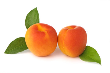Apricots Fresh From The Tree