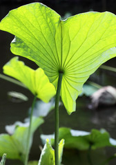 feuille de lotus