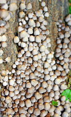 Грибы на стволе дерева