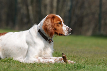 Setter mit Stock