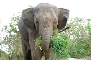 Photo sur Plexiglas Éléphant éléphant d& 39 asie