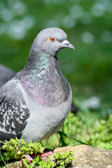 pigeon