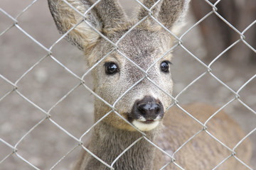 Fawn at the zoo is looking through the fence