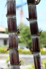 tiges de canne à sucre
