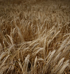 wheat field agriculture nature meadow growing food