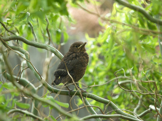 Blackbird
