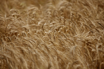 wheat field agriculture nature meadow growing food