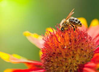 A bee on a flower