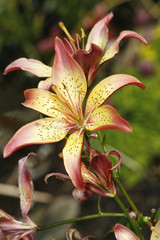 Tiger lily on flowerbed