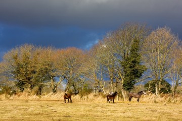 Poneys dans les prés