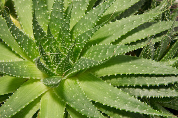 Aloe Vera