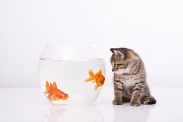 Home cat and a gold fish