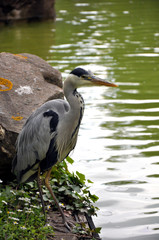 Fischreiher