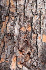 Pine tree bark