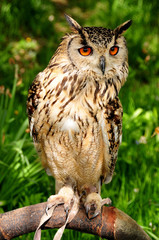 European Eagle Owl (bubo bubo)