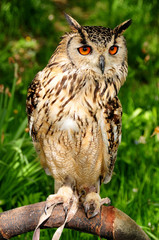 European Eagle Owl (bubo bubo)