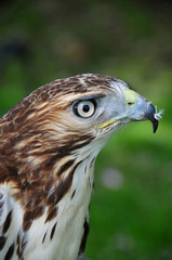 Obraz premium Goshawk (accipiter gentilis)
