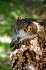 European Eagle Owl (bubo bubo)
