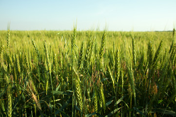 field of green wheat