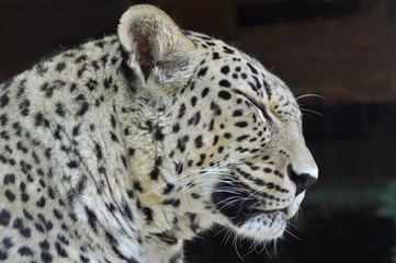 guépard