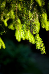 Close-up of pine branches with