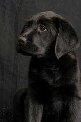 LABRADOR