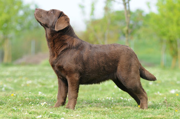 LABRADOR